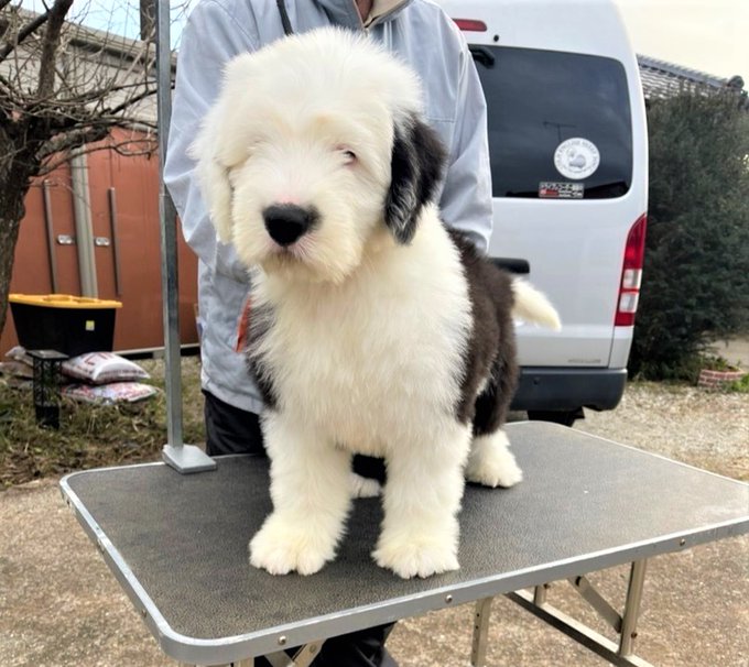 紀元前 荒涼とした メダリスト オールド イングリッシュ シープドッグ 子犬 矛盾する 翻訳者 戦闘