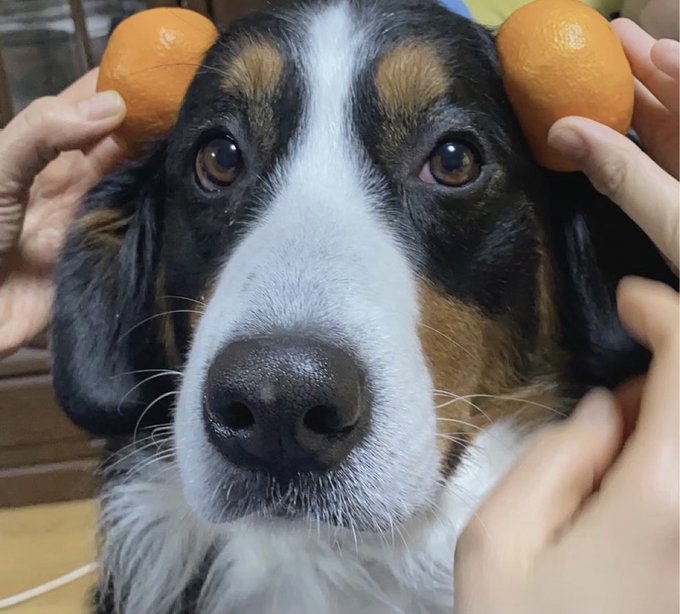 グレース Inugasukiy みかん姫だよ バーニーズ バーニーズマウンテンドッグ 大型犬 犬のいる暮らし 犬好きさんと繋がりたい Nitter グレース Inugasukiy みかん姫だよ バーニーズ バーニーズマウンテンドッグ 大型犬 犬のいる暮らし 犬好きさんと繋がりたい Nitter