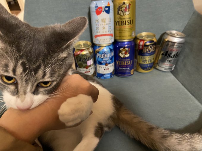 保護猫 銀ちゃん Ogin The Cat おとーたんは きょう あさ6じから23じまでしごと おかーたんは おとーたんのがんばりを おつかれさまするためにたくさん あわあわをかってきた ぼくのは なかったので ガブリといった お銀日記 きょうのおぎん Nitter 保護猫 銀ちゃん Ogin The Cat おとーたんは きょう あさ6じから23じまでしごと おかーたんは おとーたんのがんばりを おつかれさまするためにたくさん あわあわをかってきた ぼくのは なかったので ガブリといった お銀日記 きょうのおぎん Nitter