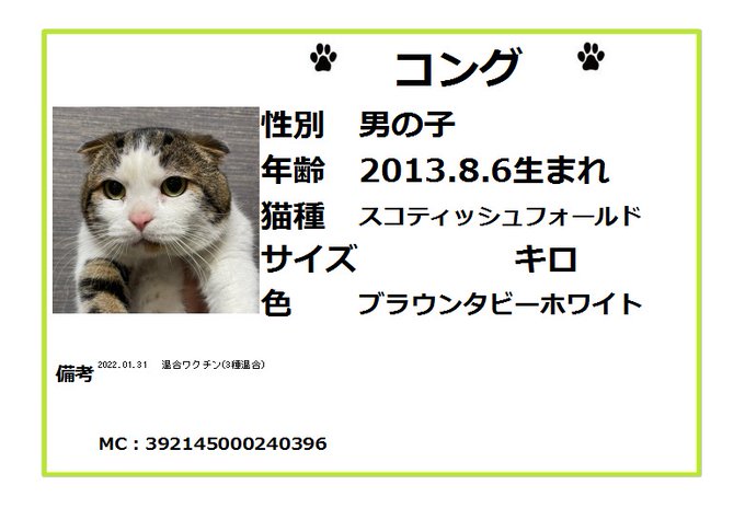 保護猫カフェ鶴橋店 ２階 元保護猫カフェマンチカン Manchituruhashi 里親募集 スコティッシュフォールド コング 13 8 6生まれ アメリカンカール オカリナ 16 6 23生まれ ロシアンブルー ジョルノ 11 1生まれ 三者三様 とっても可愛い