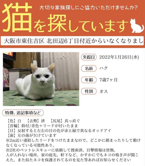 ハク 猫 探しています 大阪 白竜 Hakuryu 失踪6日目 まだみつかってません ペット探偵にも依頼しましたが 目撃情報さえありません どこかで静かに動けなくなっている可能性もあるので お力をお貸しください 拡散希望 迷い猫 東住吉区 白ネコ