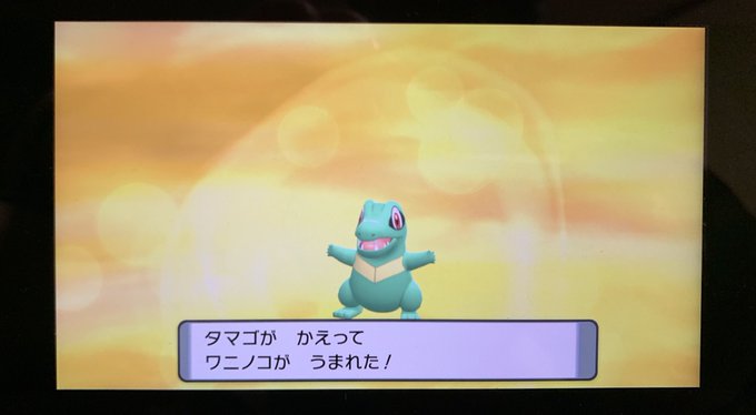 コモルー Komorukomo 色違いのワニノコいただきましたー 可愛い 高澤さんのプレゼント Nitter