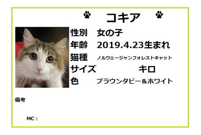 保護猫カフェ鶴橋店 ２階 元保護猫カフェマンチカン Manchituruhashi 里親募集 ノルウェージャンフォレストキャット コキア 19 4 23生まれ スコティッシュフォールド ミーニャ 16 3 23生まれ 本日保護されてきました 健康チェックが終わり