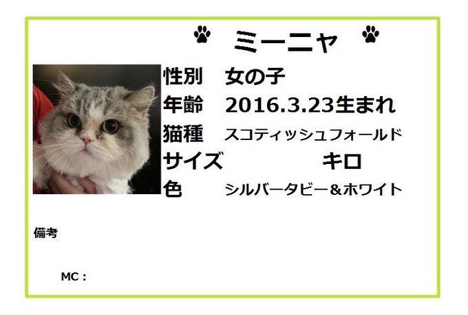 保護猫カフェ鶴橋店 ２階 元保護猫カフェマンチカン Manchituruhashi 里親募集 ノルウェージャンフォレストキャット コキア 19 4 23生まれ スコティッシュフォールド ミーニャ 16 3 23生まれ 本日保護されてきました 健康チェックが終わり