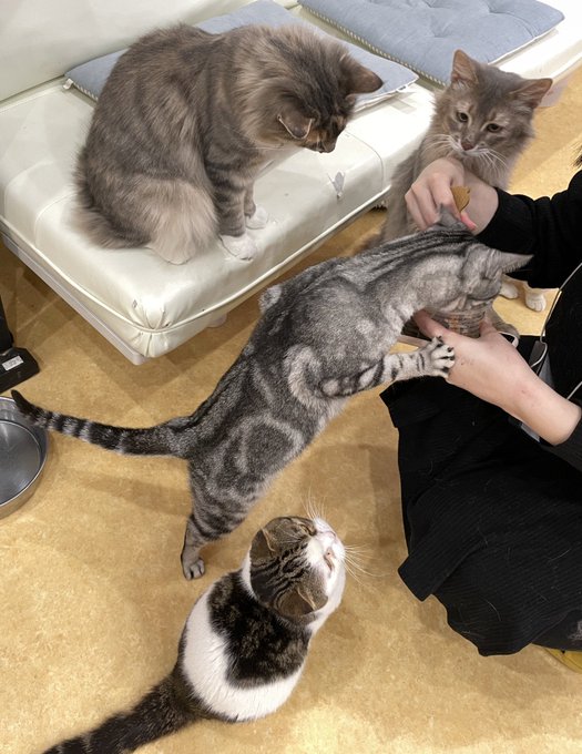 保護猫カフェ鶴橋店 ２階 元保護猫カフェマンチカン Manchituruhashi 現在 空いております おやつタイムでは食いしん坊さんの 戦いが繰り広げられていました カップに顔を突っ込んでしまう子も 今日はまたおやつのご注文が ありません ぜひご注文