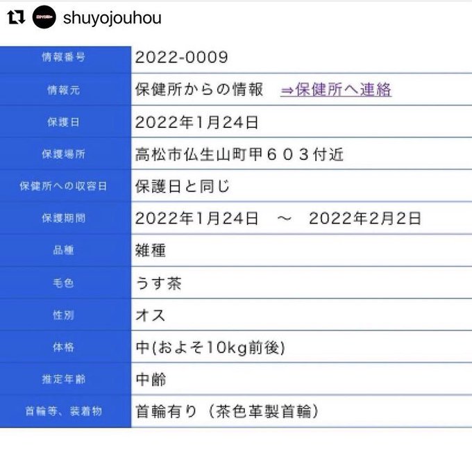 こんちゃん大好き Konchanlove0624 迷子犬情報 革製茶色の首輪 高松保健所 どうかお迎え来ますように 飼い主さんお願いします 拡散希望 殺処分反対 香川県 環境省 動物愛護議員連盟 迷子犬 迷子 迷い犬 雑種 雑種犬 犬 里親募集 里親 高松市