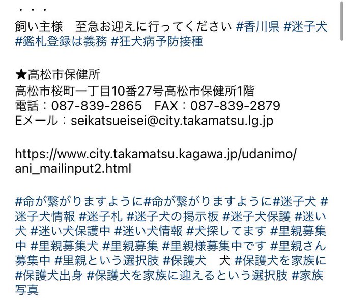 こんちゃん大好き Konchanlove0624 迷子犬情報 革製茶色の首輪 高松保健所 どうかお迎え来ますように 飼い主さんお願いします 拡散希望 殺処分反対 香川県 環境省 動物愛護議員連盟 迷子犬 迷子 迷い犬 雑種 雑種犬 犬 里親募集 里親 高松市