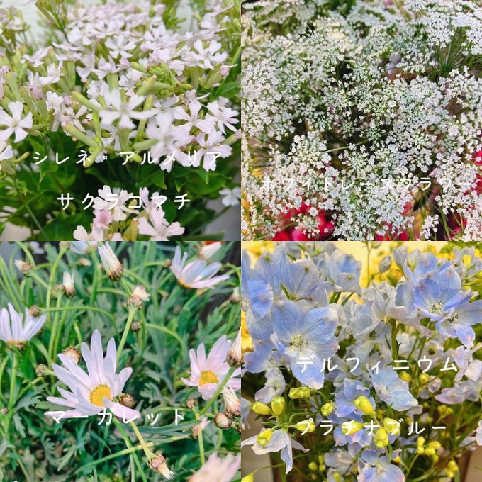 黒沢生花店 Kurosawaflower 今日の花揃え 春のお花いっぱい オシャレな菊も お節句の桃の花も入荷しています スイートピーのいい香りに 癒されてくださいね 尼崎市 立花駅 花屋 立花商店街 黒沢生花店 生花 切り花 枝物 葉物 お花屋さん お花の