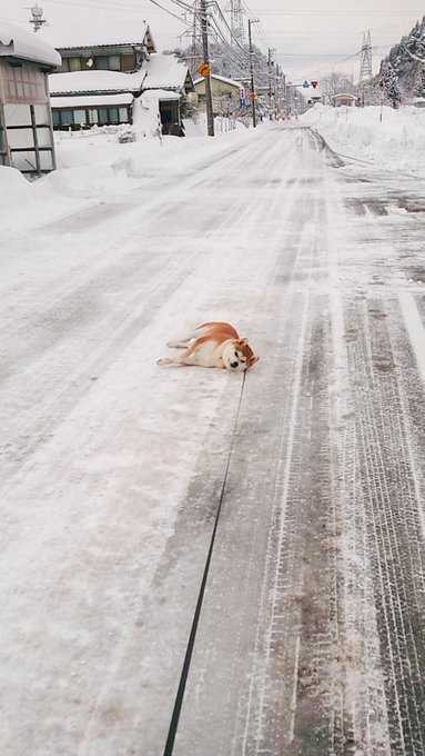 あおとはな Shibainuao Hana おはようございます うごきません 柴犬 犬のいる暮らし 犬好きな人と繋がりたい Nitter