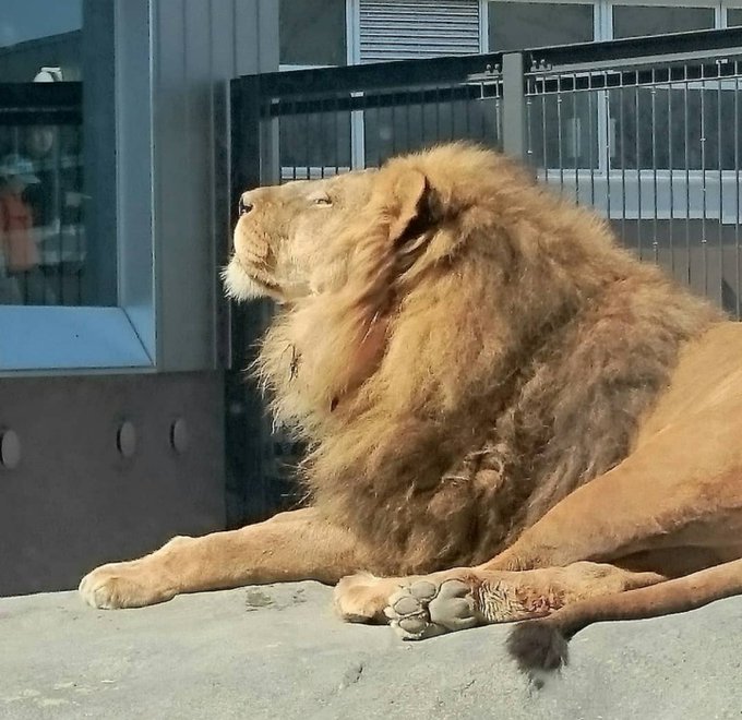 Lovecat Emiemiemiu リッキー頑張れ 今までも沢山頑張ってきたけどリッキー元気になって 円山動物園 ライオン リッキー Nitter