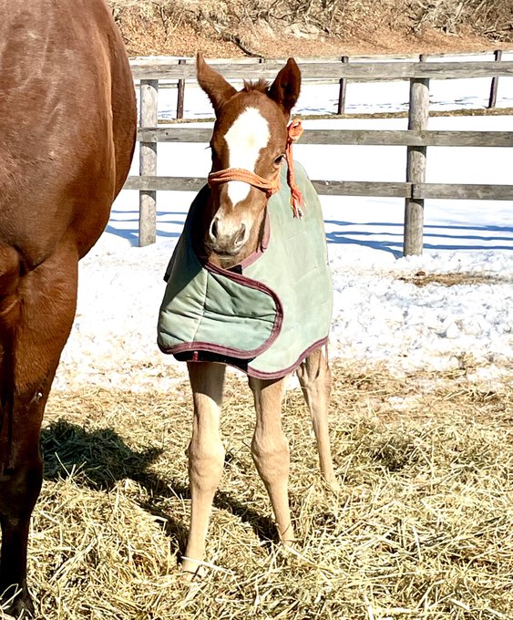エリバ助手 Eriba Zyosyu きゃーーーーー ピワの22ちゃんかわいい 母父ヘニーヒューズ 女の子 栗毛 または芦毛 元気に育ってね ゴールドシップ Nitter エリバ助手 Eriba Zyosyu きゃーーーーー ピワの22ちゃんかわいい 母父ヘニーヒューズ 女の子 栗毛 または芦毛 元気に育ってね ゴールドシップ Nitter