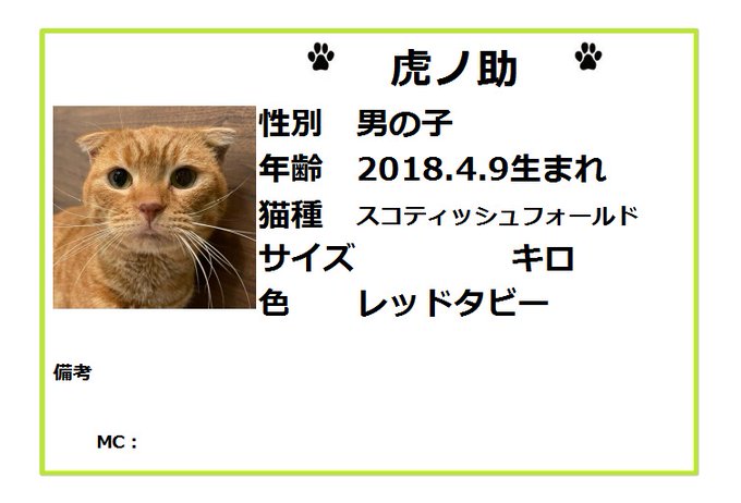 保護猫カフェ鶴橋店 ２階 元保護猫カフェマンチカン Manchituruhashi 里親募集 スコティッシュフォールド プリッセ 2歳 女の子 虎ノ助虎3歳 男の子 昨晩保護されてきました 二人とも まあるいお顔がスコティッシュらしい スコティッシュ特有の骨