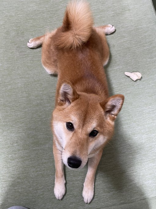 ゆーこ Yuko0415n おうちシャンプー頑張ったよ ふわふわのオチリどーぞ 柴犬 お芋待ち カエル足 ベチャ足 オチリ 柴犬を崇めよ 柴犬のいる暮らし しばいぬ しばけん 柴犬大好き 柴犬のいる生活 犬 犬好きさんと繋がりたい いぬのきもち