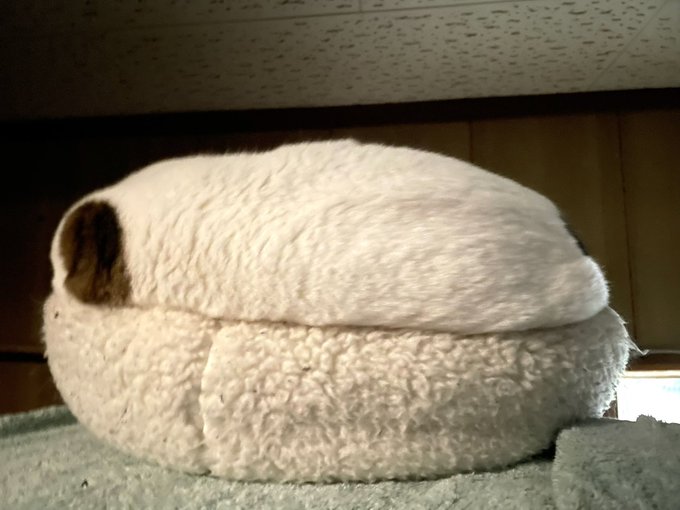 Nobug ミミ モモ Nobug1966 ミミ モモ通信 クッションと見事に同化してますニャー ミミモモ通信 元保護猫 保護猫 美人双子姉妹猫 猫の居る暮らし 家猫 猫 Nitter