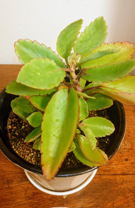 Mia Sierra 0113 マザーリーフ 今から3年前に頂いてきた 1枚の葉っぱから増えて成長したので 株分けしました この葉っぱを水に浮かべて育てると また新しい芽が出てきます マザーリーフ セイロンベンケイソウ 多肉植物 観葉植物 Nitter