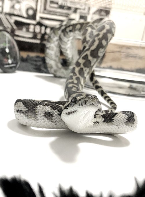 だら Shippo Misudo 2週間前にお迎えしたこのカーペットくん 1回もご飯を食べてくれてません ヘビの拒食の経験がある方 詳しい方 何かアドバイス頂けませんか Nitter