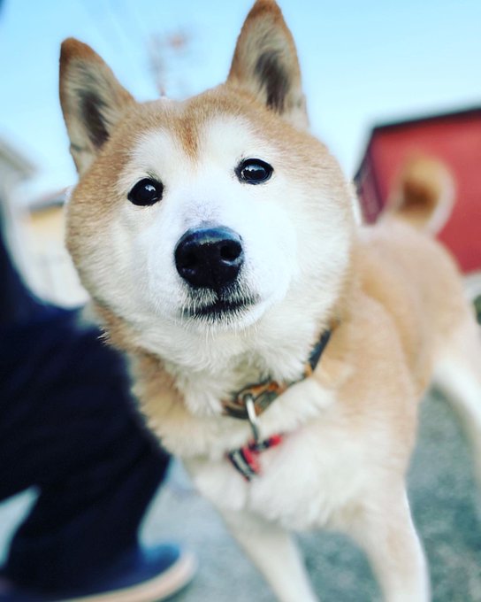 柴犬心 愛 １２歳 推しけーちゃん Taremenacocoa おはようございますわん 今日はタレ目のおすまし顔 今日もよろしくお願いしますわん 愛犬 柴犬 シニア犬 Nitter