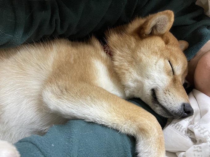 ゆーこ Yuko0415n 私の腕の中でスヤスヤ寝てるんです 愛おしすぎる 柴犬 寝顔 腕枕 柴犬を崇めよ 柴犬のいる暮らし しばいぬ しばけん 柴犬大好き 柴犬のいる生活 いぬのきもち 柴犬ライフ 犬 犬好きさんと繋がりたい Nitter