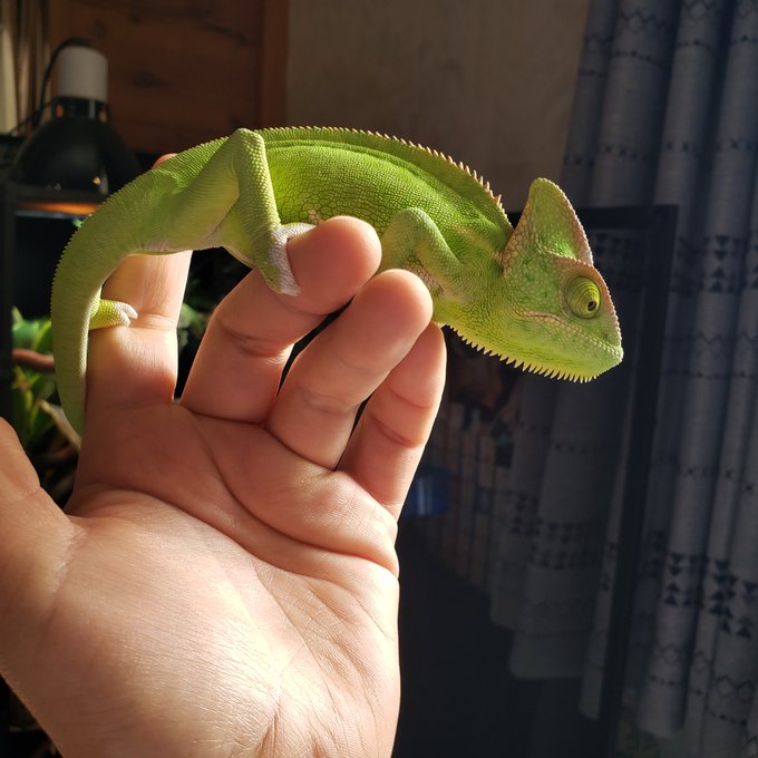 Bilingual Kids Homeschooling In Japan Okiteddy キウイっち可愛い Veiledchameleon エボシカメレオン 4ヶ月くらい Nitter Bilingual Kids Homeschooling In Japan Okiteddy キウイっち可愛い Veiledchameleon エボシカメレオン 4ヶ月くらい Nitter