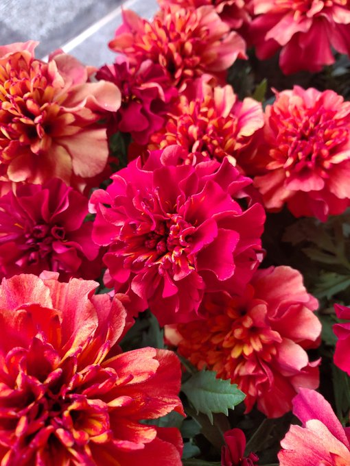 花里 Hanasatoginza 隣の八百屋さんの軒先には真っ赤な苺 こちらは苺の名を冠したマリーゴールド ああ 春ですね マリーゴールドストロベリーブロンド マリーゴールド 丈夫でよく咲く ガーデニング 花を飾ろう 花を愛でよう 花を贈ろう 花のある暮らし