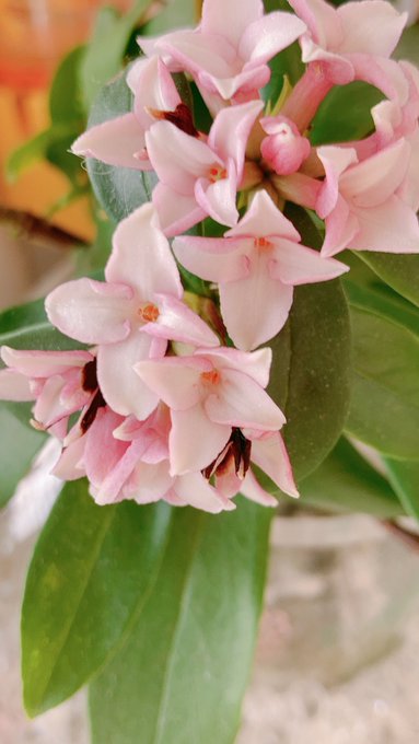 Mayu Mayu 00 オヤツが左です 夕食が右で す O 今とても幸せで す 水栽培で咲いた沈丁花 今日の 彼氏です 今日も一日ありがとうございました 明日も宜しくお願いします ノ Nitter