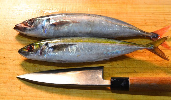 Kentaro Hara Xharaken 上はオアカムロ 下はムロアジかな クサヤモロかも 側線 直線部の稜鱗の長さで見分けるらしいけどよくわからん 握りにしてみたところ旨味と酸味が実に濃い クサヤの原料になる種類だけあって干してこそ旨味が凝縮して真価が出てくる 魚