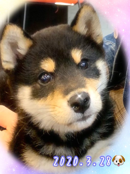 黒柴のひじき Rdh8o0qbbwwpp6g The Day On Which ひじき Came To My House 黒柴の ひじき 柴犬 黒柴 日本犬 Shiba Shibainu 大切な家族 犬好きさんと繋がりたい うちの子記念日 大切な家族 柴犬のいる暮らし 家族になってくれてありがとう これから