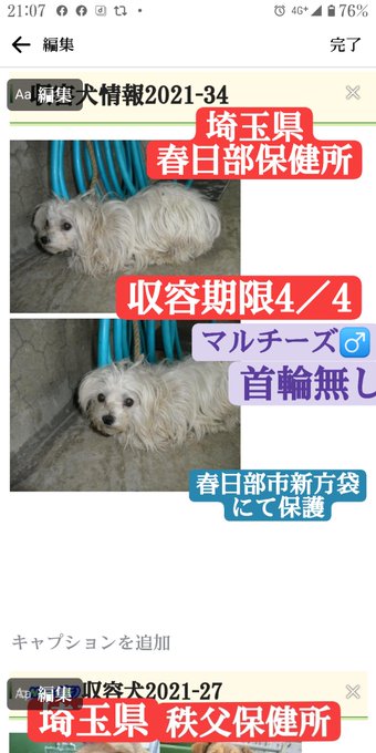 Johngaku Johngaku 飼い主を探しています 保健所収容犬 迷い犬 迷子犬 埼玉県 春日部保健所 048 737 2133 早くお迎えを Nitter