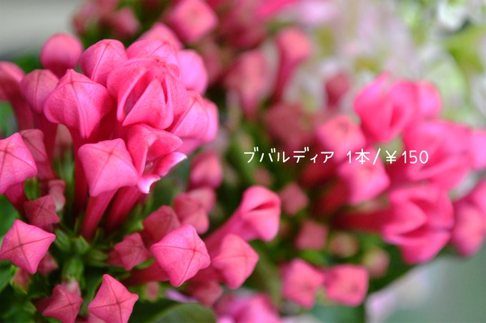 Nitter Nitter