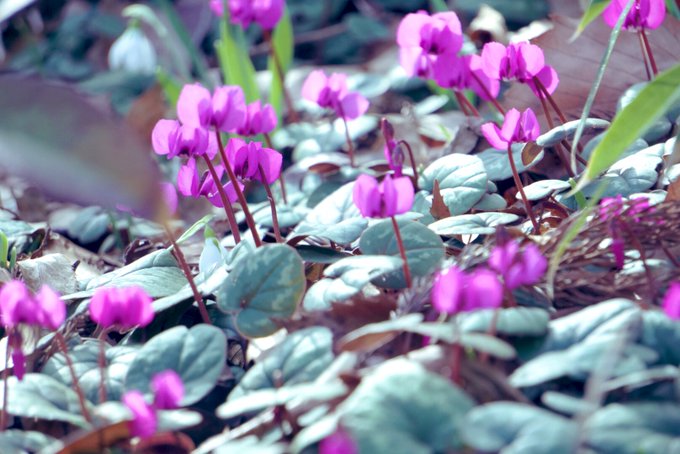 エンゼル ワシントン Orchiacatorinu おはようございます ﾟ 足下から春 ﾟ ｶｺｼｬｼﾝ Photooftheday Flower 花好きな人と繋がりたい 写真好きな人と繫がりたい Nitter