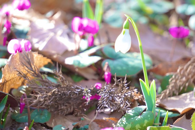 エンゼル ワシントン Orchiacatorinu おはようございます ﾟ 足下から春 ﾟ ｶｺｼｬｼﾝ Photooftheday Flower 花好きな人と繋がりたい 写真好きな人と繫がりたい Nitter