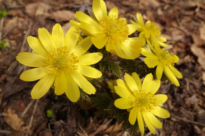 エンゼル ワシントン Orchiacatorinu おはようございます ﾟ 足下から春 ﾟ ｶｺｼｬｼﾝ Photooftheday Flower 花好きな人と繋がりたい 写真好きな人と繫がりたい Nitter
