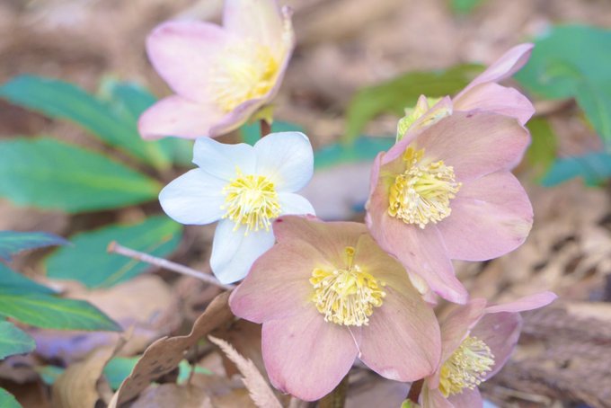 エンゼル ワシントン Orchiacatorinu おはようございます ﾟ 足下から春 ﾟ ｶｺｼｬｼﾝ Photooftheday Flower 花好きな人と繋がりたい 写真好きな人と繫がりたい Nitter