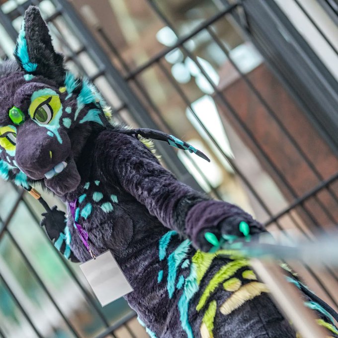 Curse Leda Cfz 22 Cursesha So Apparently My Suit Has Been Recognised Around The Con Furnalequinox For Two Things 1 The Design And 2 My Thick Hips Xd