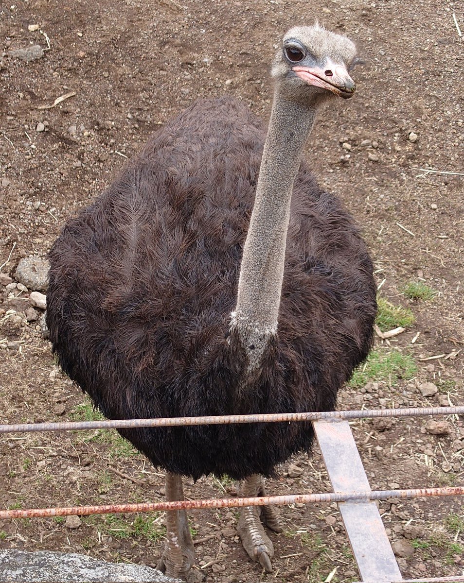 ぬおー Nuo113 動物園に行ったんですが ダチョウみるとポン酢さんだ と思うようになってきた ダチョウかわいい Nitter