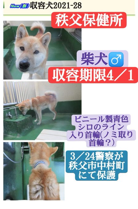 大タコちゃん Takotakoalha 犬 迷子犬 迷い犬 保護犬 殺処分ぜロ 雑種 迷子犬情報 里親募集 里親 里親探し 里親会 里親さん募集 里親募集中犬 保護犬を家族に保護犬と暮らそう 犬を飼うということ 犬好きな人と繋がりたい 犬を飼いたい 迷子犬