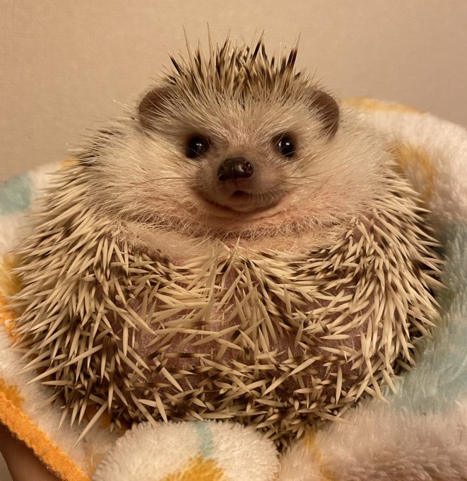 かなりん ハリネズミ Kanachu1108 未だに赤ちゃんの針が混ざってボサボサな蘭丸 針並が悪いぞ Nitter