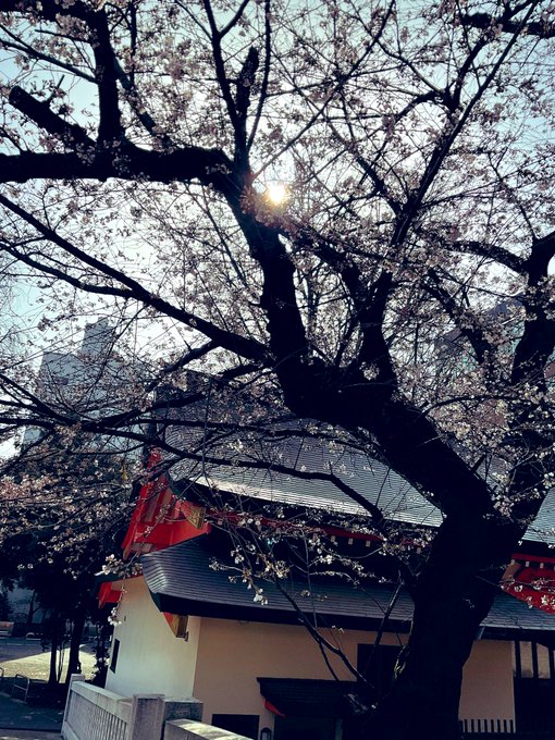 橘u子 Tatibana 桜 もう少しで満開です 花園神社 春の花園神社も とても素敵で 何時間でもいたい場所 お花見したいなぁ 二回目願望 Nitter 橘u子 Tatibana 桜 もう少しで満開です 花園神社 春の花園神社も とても素敵で 何時間でもいたい場所 お花見したいなぁ 二回目願望 Nitter