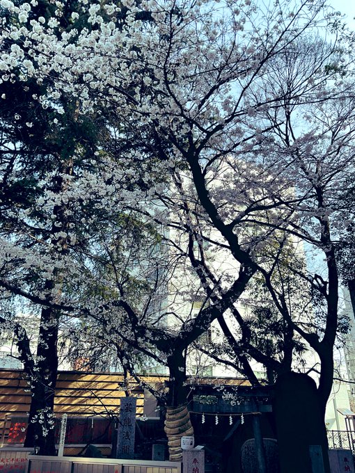 橘u子 Tatibana 桜 もう少しで満開です 花園神社 春の花園神社も とても素敵で 何時間でもいたい場所 お花見したいなぁ 二回目願望 Nitter 橘u子 Tatibana 桜 もう少しで満開です 花園神社 春の花園神社も とても素敵で 何時間でもいたい場所 お花見したいなぁ 二回目願望 Nitter