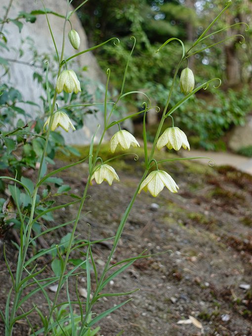 オランジェリー Ginza Flower Lesson Orangerieflower バイモは半日陰が好き Ameblo Jp Orangerieflowers 山野草 バイモ 貝母百合 日陰の花 Nitter