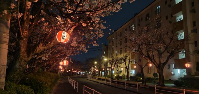 ジャパネット田中 Japanet24tanaka 今年も近所の団地の 桜並木 がライトアップ 桜開花 福岡市 早良区 西新 花屋 ブラウンマーケット 植物販売 インテリアグリーン 多肉好きと繋がりたい 植物のある暮し Nitter