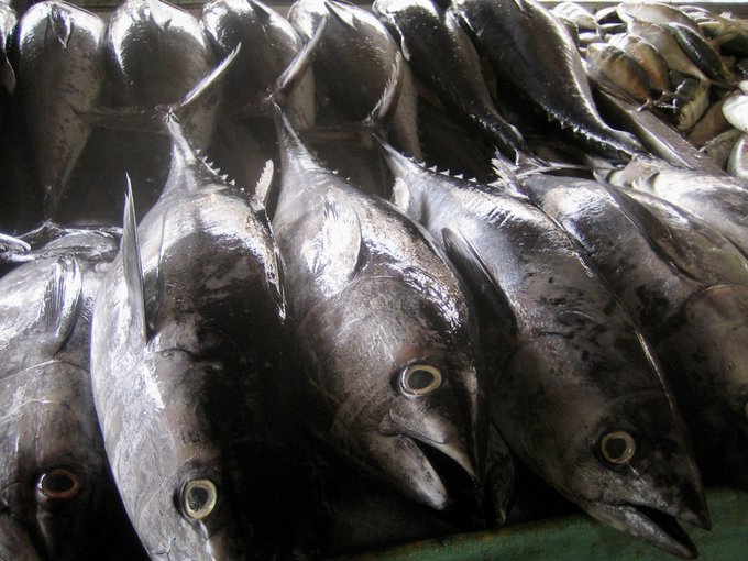 カフェバグダッド Cafebaghdad 海水温度が高いペルシャ湾は 魚の生育がいい 湾に面したイランの都市バンダレ アッバースの魚 市場には メバチマグロなどの大型の魚が売られていた 首都テヘランには 本格的な寿司店や日本料理店もオープンしていると聞く