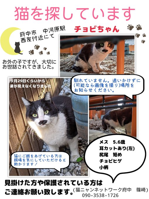 ちょし 引きこもり道産子 Zonly 0309 ちょび髭かわいいです 早く見つかりますように 人 Nitter