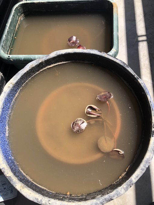 せみたろう Semi Taro 睡蓮を植え替えました 一年に一回の恒例行事です 水は入れたばっかりなので濁ってますが半日くらいでおさまります 鉢が泥で汚れてますが気にしない 性格上気にならない 睡蓮は世話が楽でいいですよー おすすめです Nitter