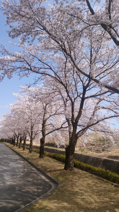 番屋 6b9db60ae87f4da 咲いて綺麗な桜花 さくらばな 散るも奇麗な桜花 さくらばな Nitter