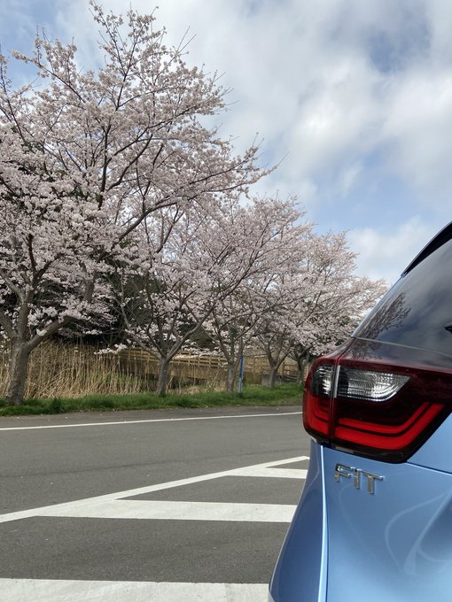 まいこ 男だってワンピース着たい Maimai マイカーとお花見 薄ピンクの桜と薄ブルーのマイカー これに菜の花があれば完璧かな Nitter