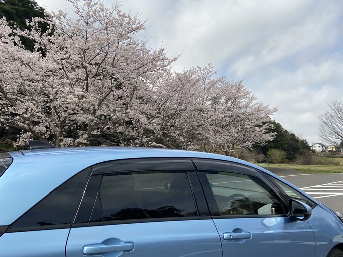 まいこ 男だってワンピース着たい Maimai マイカーとお花見 薄ピンクの桜と薄ブルーのマイカー これに菜の花があれば完璧かな Nitter