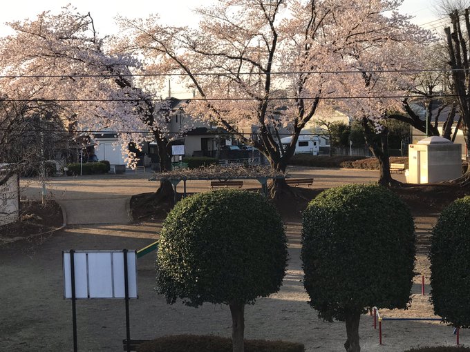ひらりん Suehirarin ひらりんの花と緑の観察日記22 4月2日 午前6時過ぎ自宅前の公園のソメイヨシノです 朝日を浴びて綺麗です クリスマスローズの花が満開です こんなに花が咲いたのは久々です キンギョソウの赤い花が咲きました ひらりん Suehirarin ひらりんの花と緑の観察日記22 4月2日 午前6時過ぎ自宅前の公園のソメイヨシノです 朝日を浴びて綺麗です クリスマスローズの花が満開です こんなに花が咲いたのは久々です キンギョソウの赤い花が咲きました