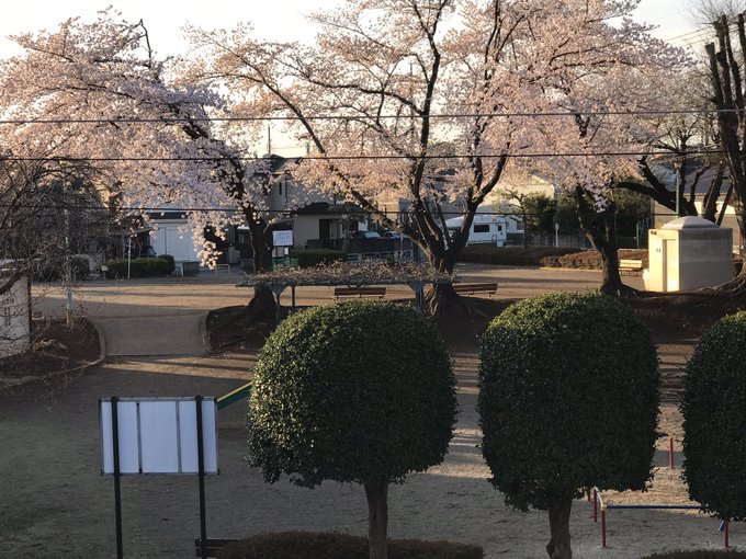 ひらりん Suehirarin ひらりんの花と緑の観察日記22 4月2日 午前6時過ぎ自宅前の公園のソメイヨシノです 朝日を浴びて綺麗です クリスマスローズの花が満開です こんなに花が咲いたのは久々です キンギョソウの赤い花が咲きました