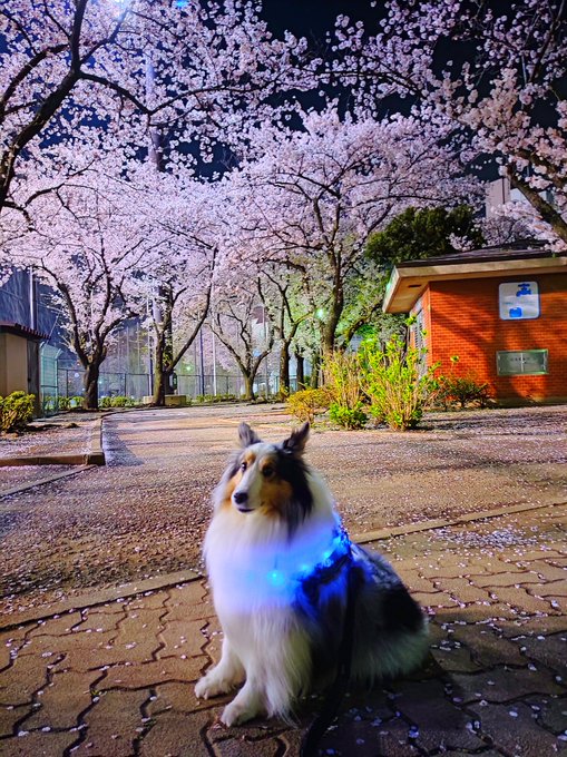 Daily5 Ughk2729 花散らしの雨と季節がひとつ戻った様な冷たい風で 都内では今年の桜もそろそろ見納め 近くの公園ではまだ夜桜散歩が出来ました シェルティ シェットランドシープドッグ Sheltie Shetlandseepdog Nitter Daily5 Ughk2729 花散らしの雨と季節がひとつ戻った様な冷たい風で 都内では今年の桜もそろそろ見納め 近くの公園ではまだ夜桜散歩が出来ました シェルティ シェットランドシープドッグ Sheltie Shetlandseepdog Nitter